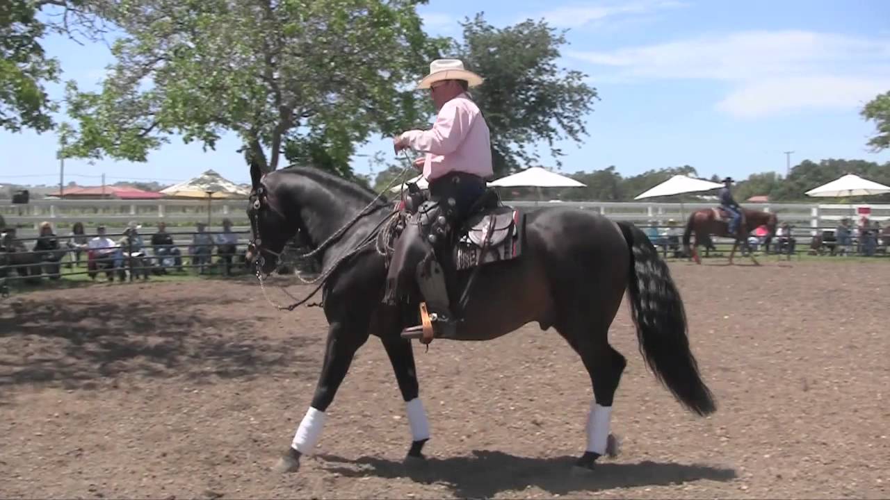 Eitan Beth-Halachmy at Light Hands Horsemanship 2011