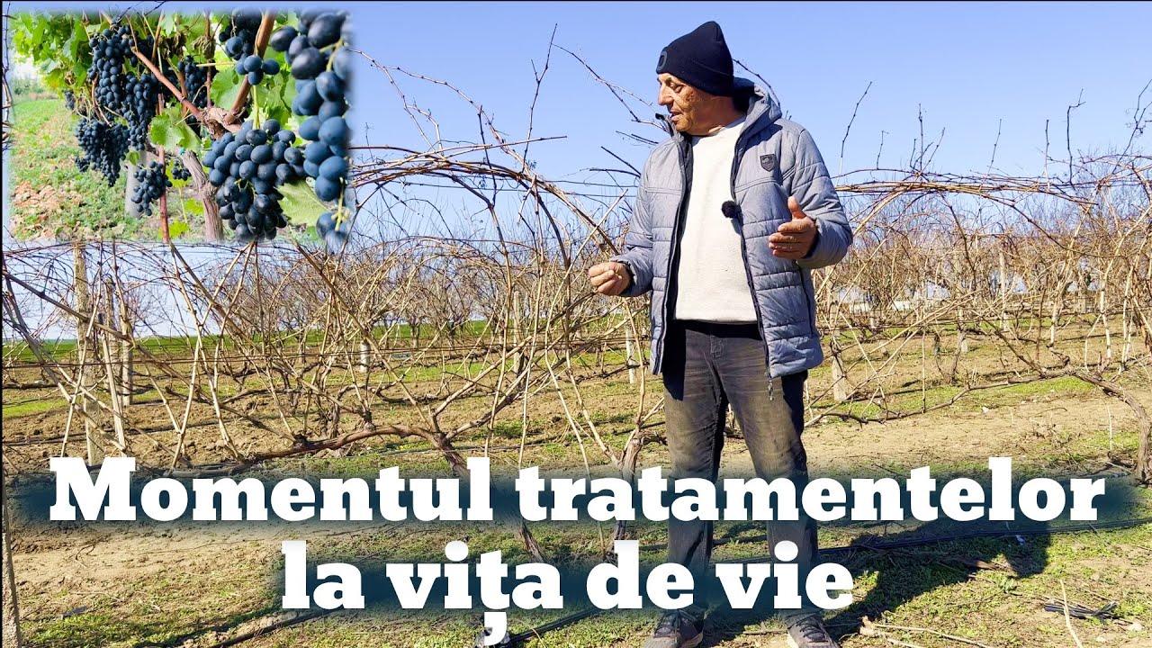 Cele 6 tratamente la vița de vie