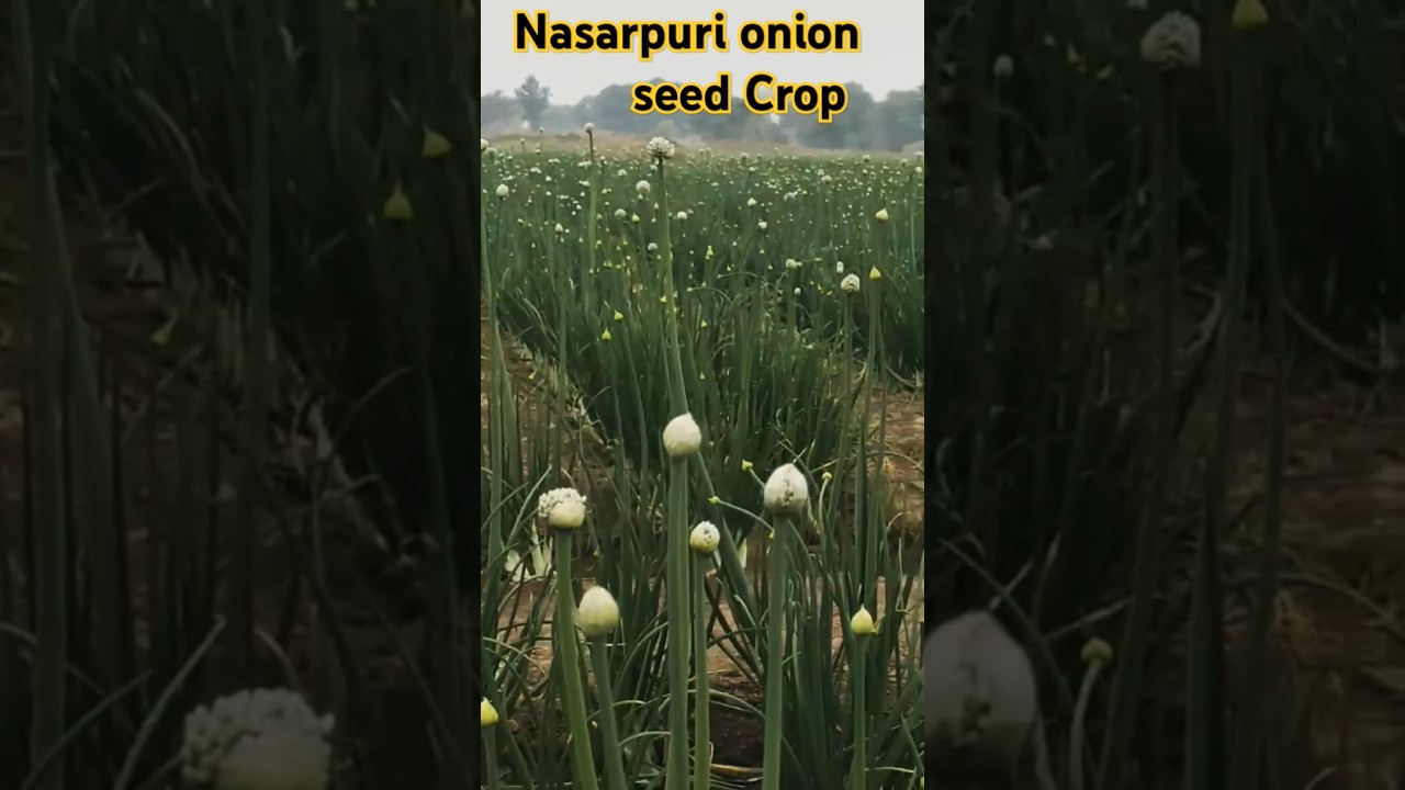 Nasarpuri Seed making process ✌️😎 