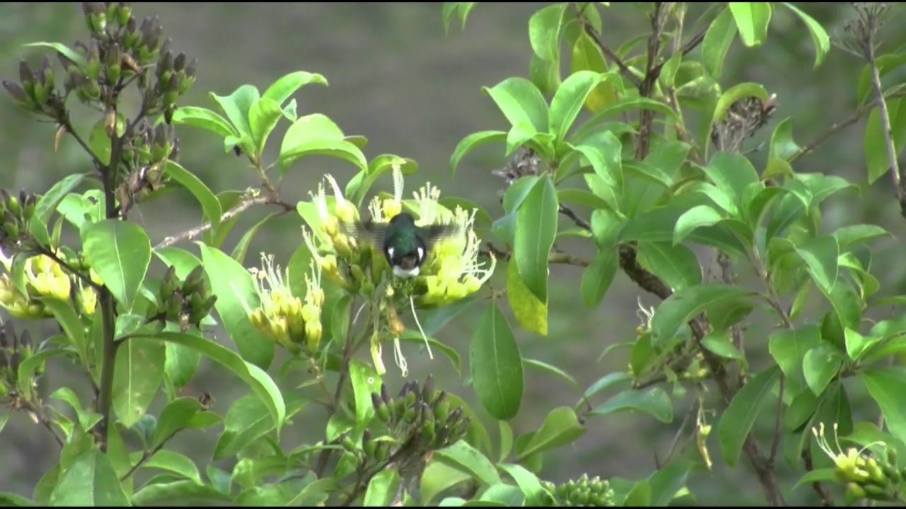 Birds and More: Northern Peru, 2012