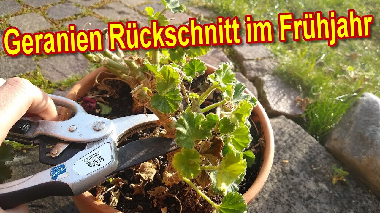 Geranien im Frühjahr zurückschneiden nach der Überwinterung 🌸✂️ So wird's gemacht!