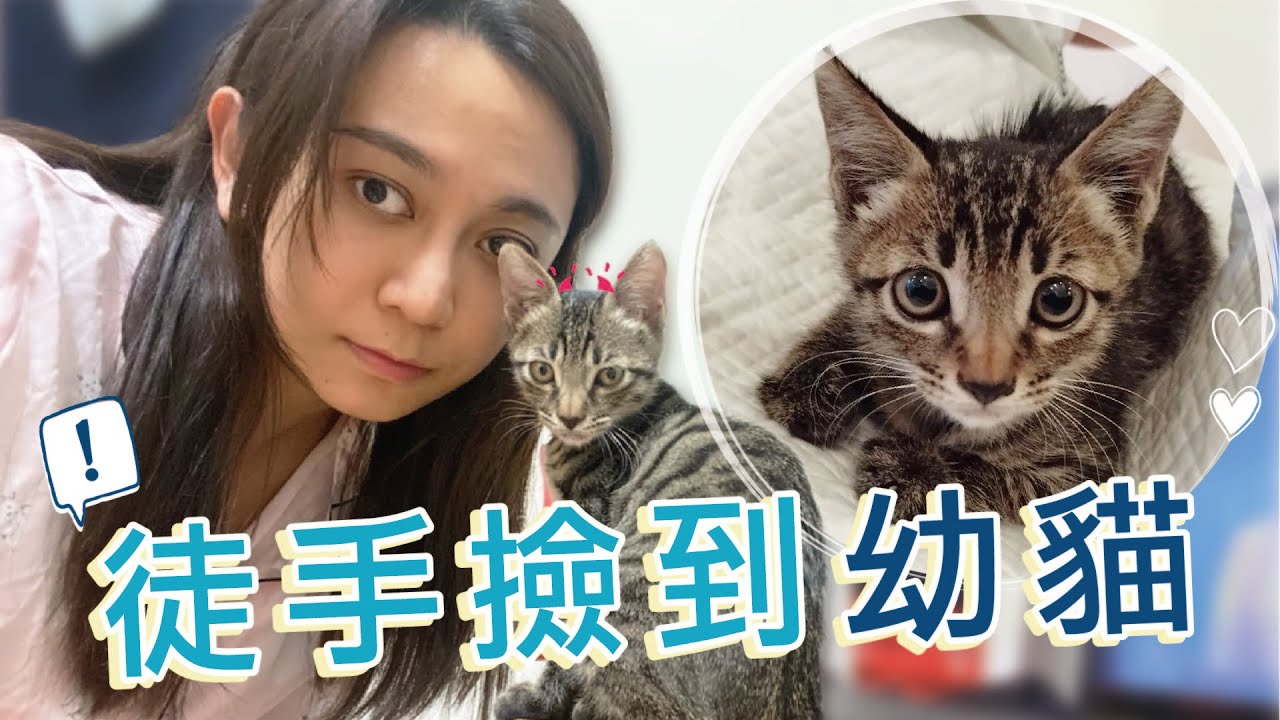 緊急！徒手撿到小浪貓！過程崎嶇二度緣分