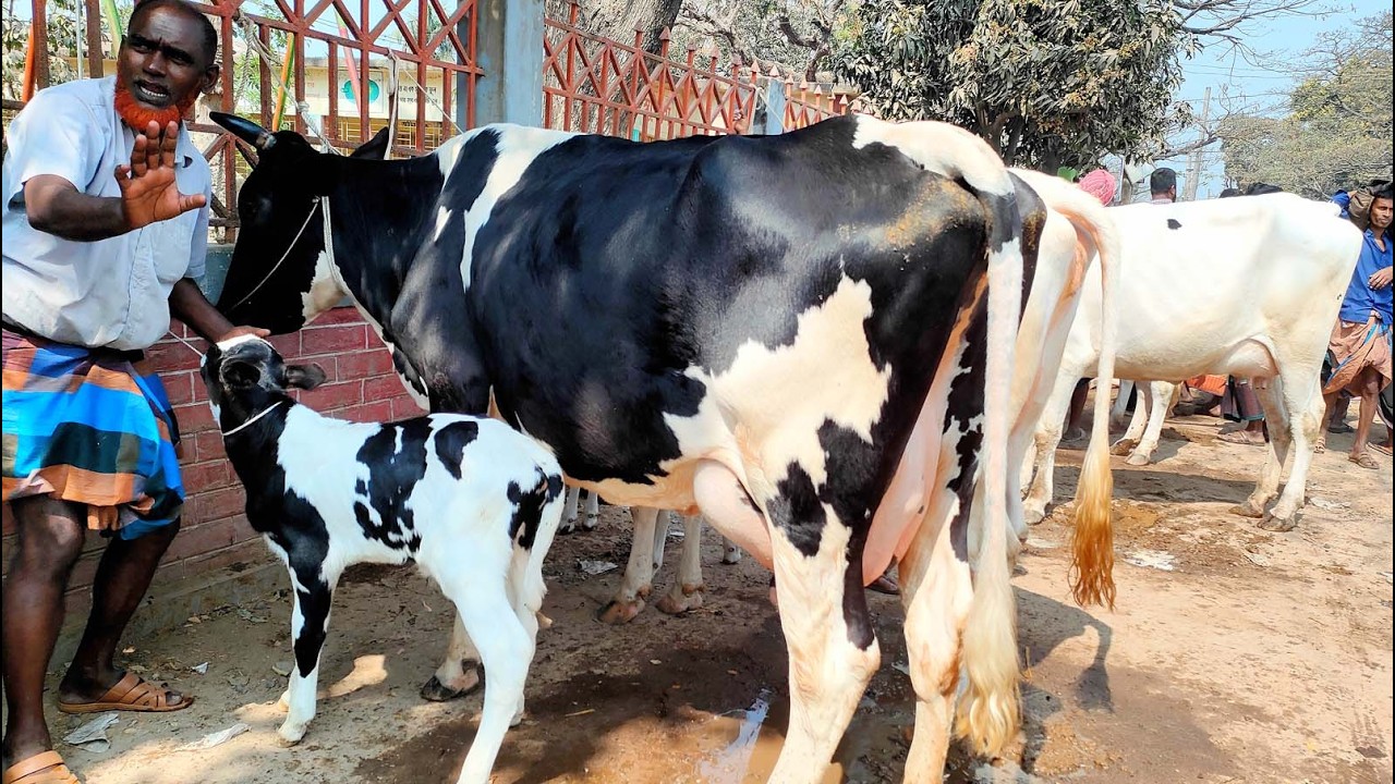 19/2/26/রমজান মাসে দুধের প্রয়োজন মিটাতে সেরা মানের ফ্রিজিয়ান দুধের গাভী কিনুন ধাপেরহাট থেকে।