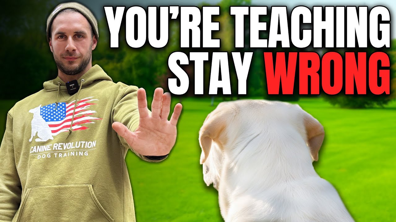 Teach Dog to Stay (Avoid the #1 Mistake Most Owners Make!)