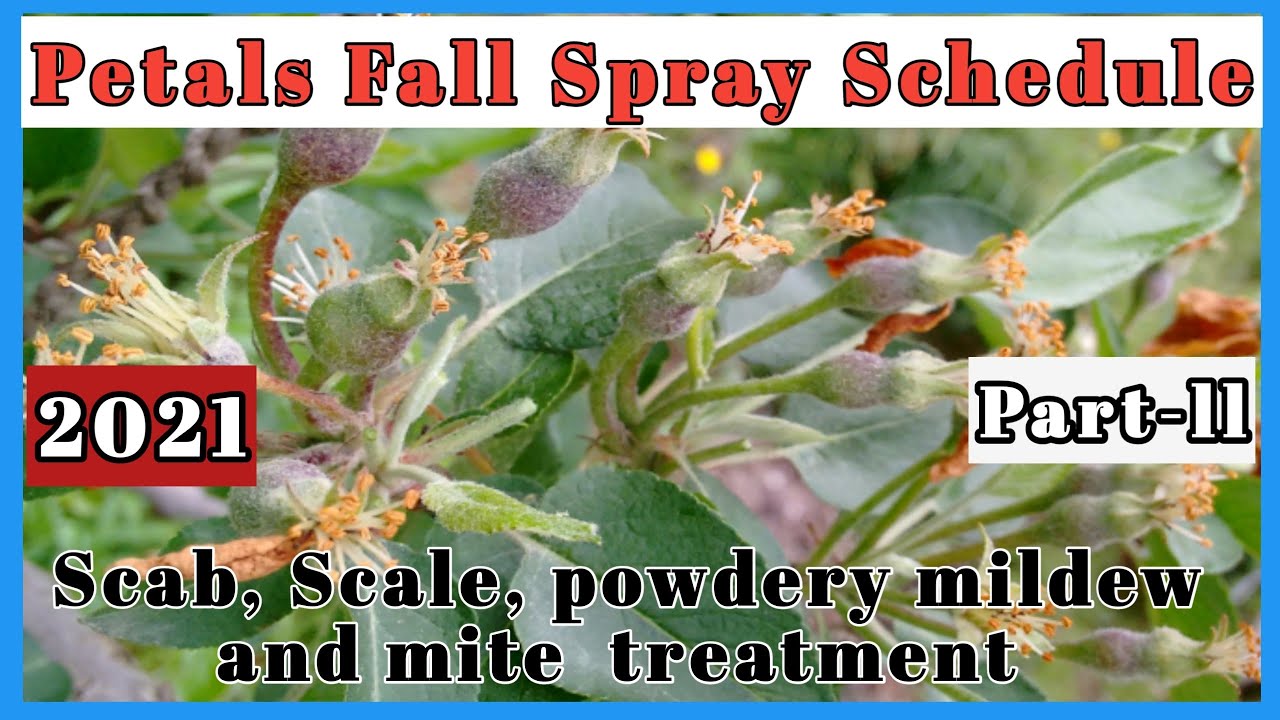 Petals Fall Spray Schedule || Spray Schedule 2021 || Himalayan Farming || Live Update