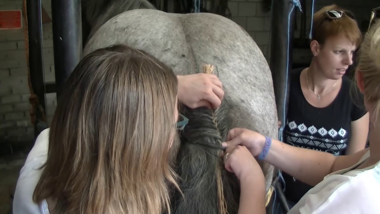 Instructiemiddag Trekpaarden Jong KVTH 26 augustus 2017