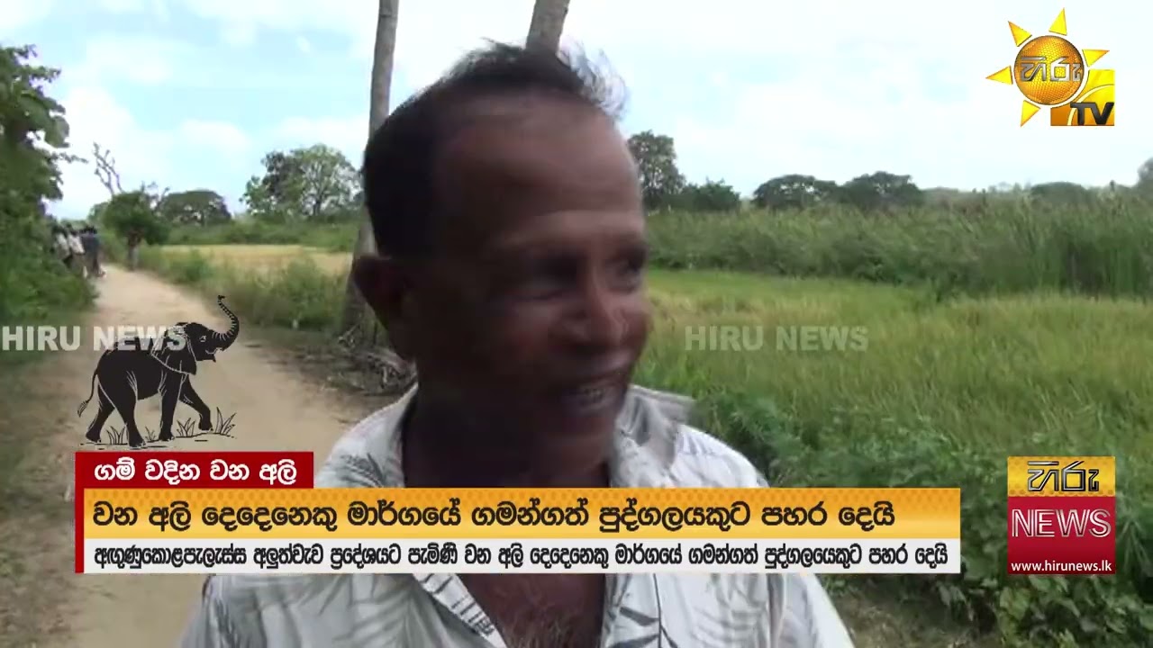 කිතුල්කොටේ දී වෑන් රියක ගැටුණු අලියා සොයා මෙහෙයුමක්  - Hiru News