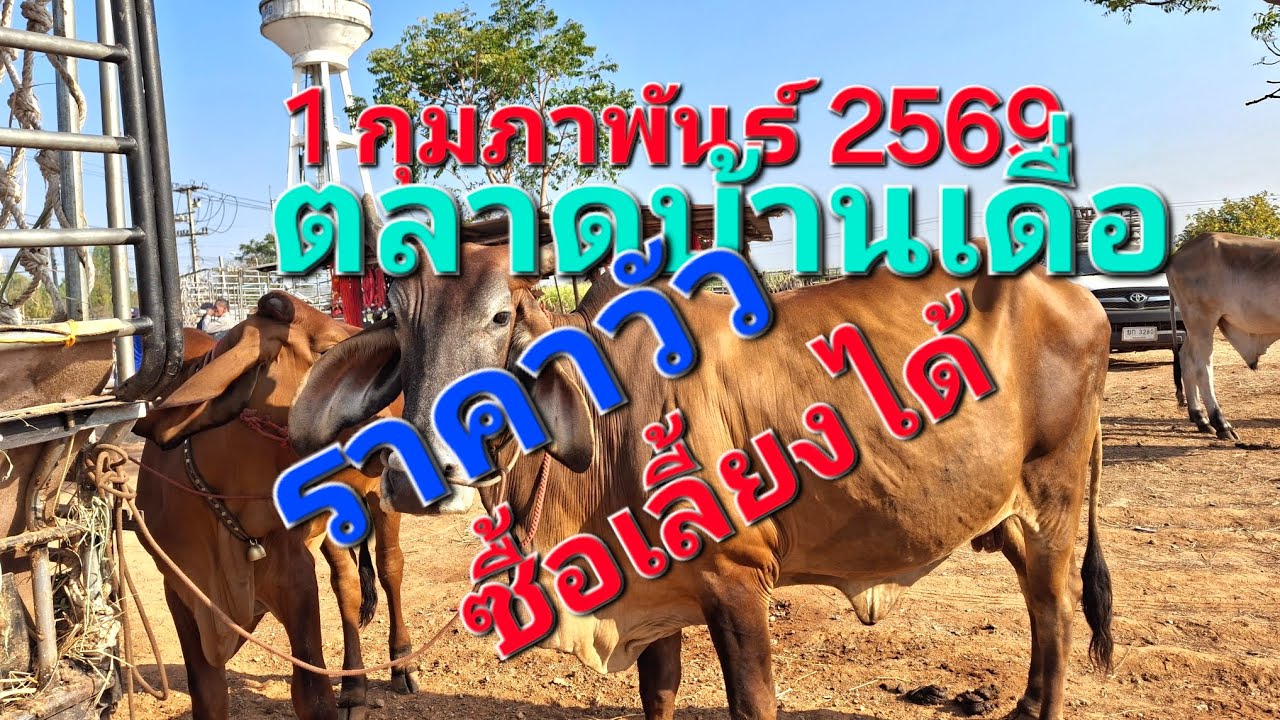 Цены на крупный рогатый скот по состоянию на 1 февраля 2026 года.
