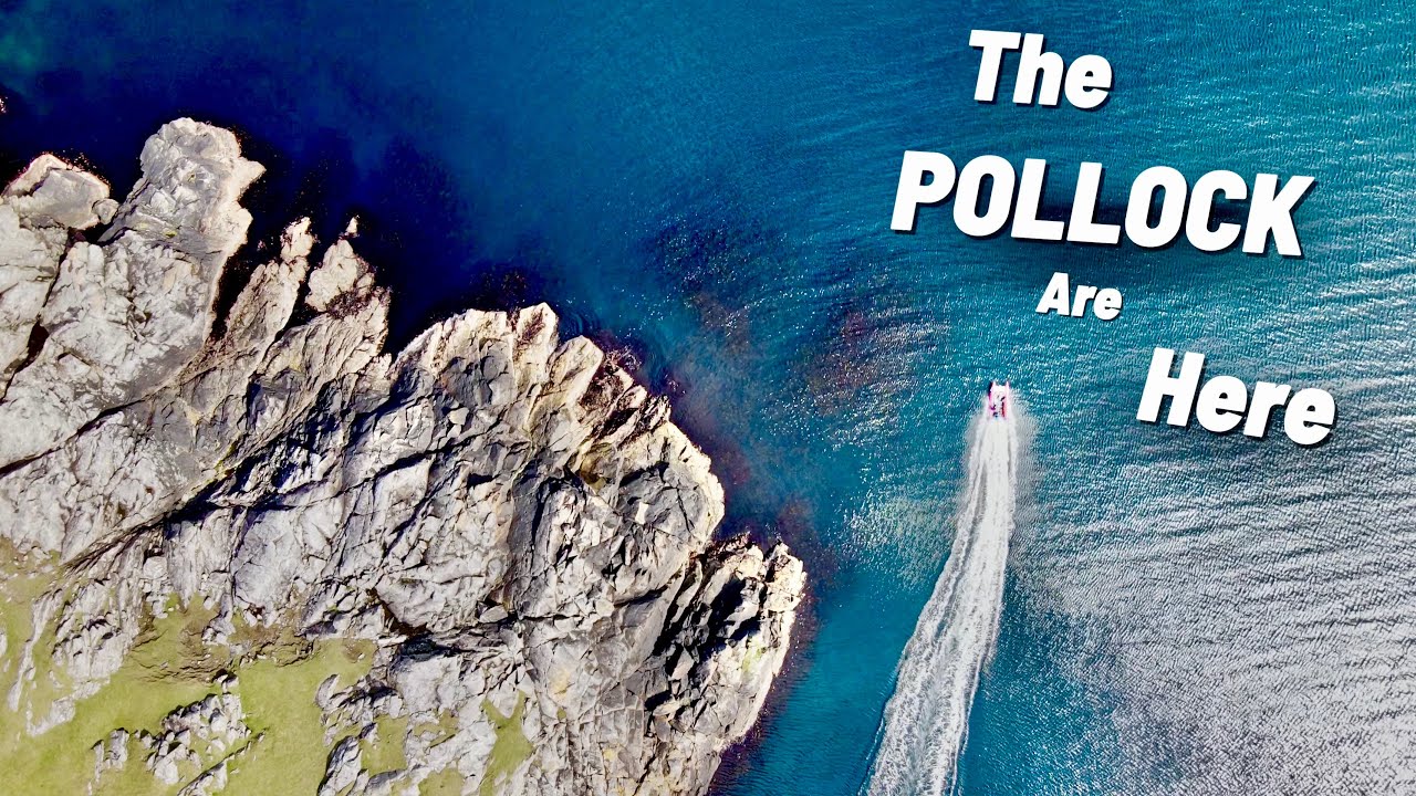 SPEARFISHING SCOTLAND. The pollock are in . Shetland island .