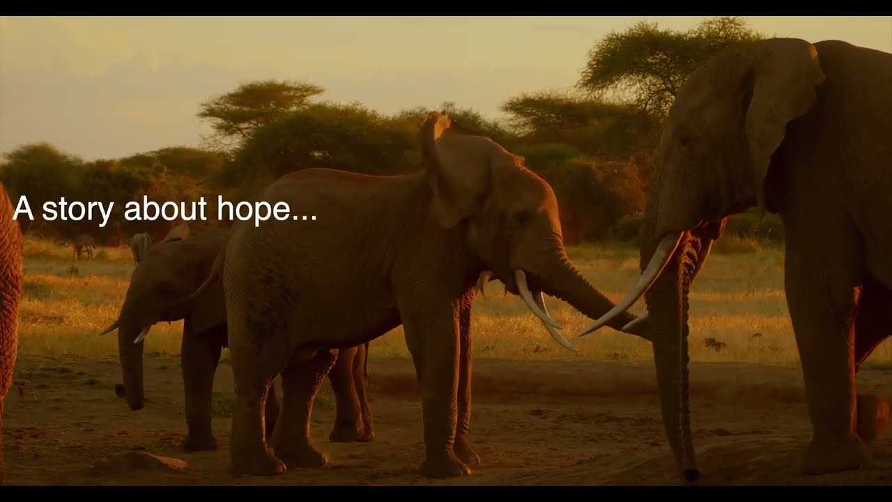 The Elephants of Selenkay -  Documentary Trailer