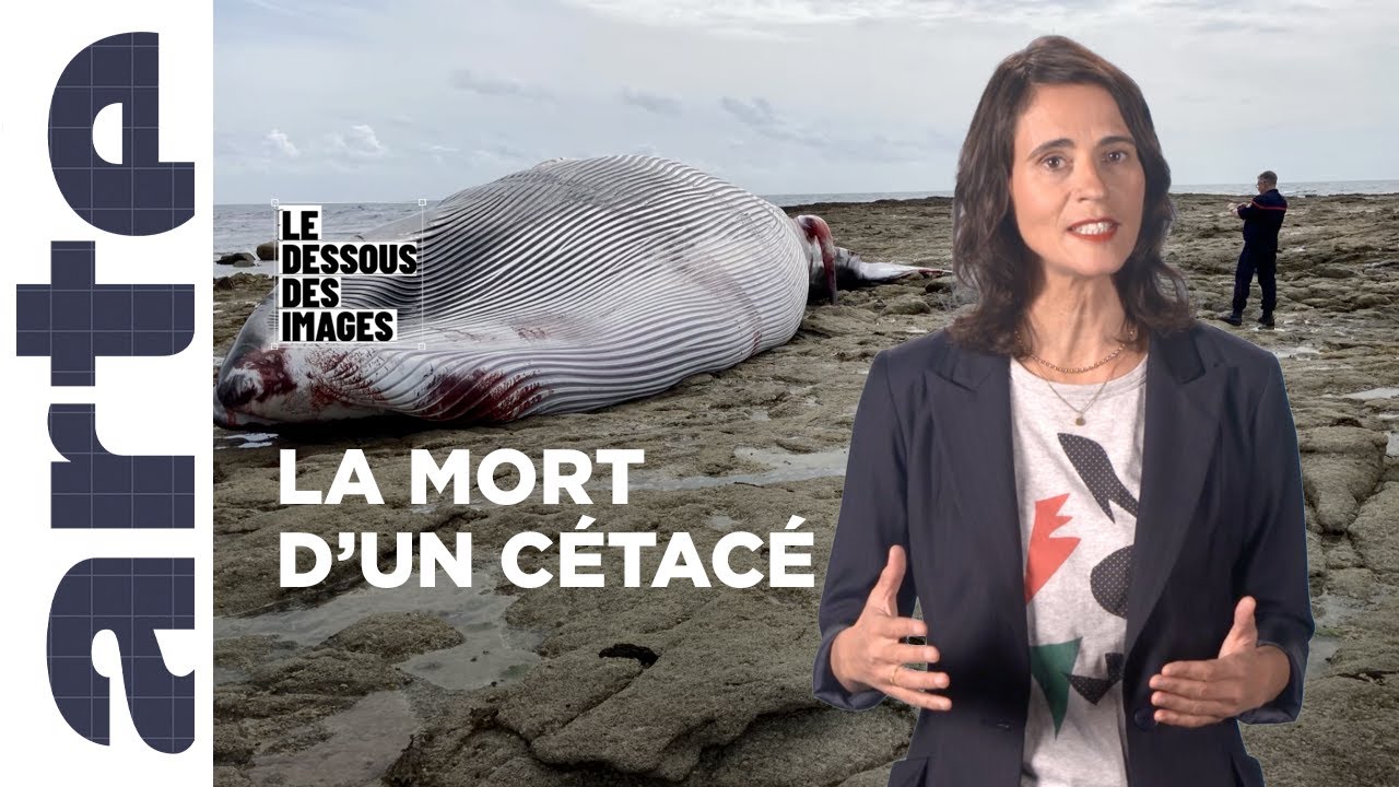 L'homme et la baleine - Le Dessous des images - ARTE