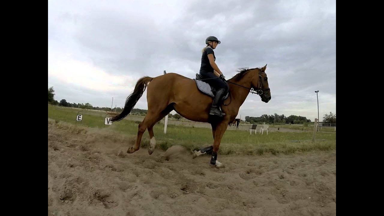 Lavinia & Hasi
