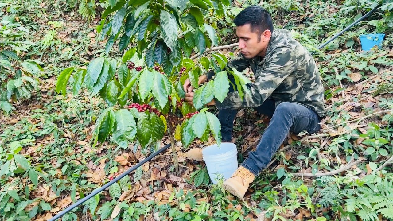 Así Se Pisca El Café En Oaxaca / Corte De Café En México