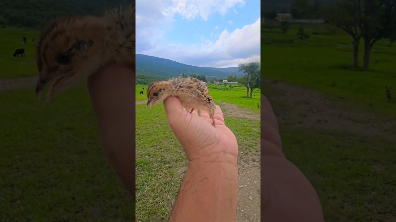 Flew 😱 😱 | #partridges #birds #shorts #kalateetar
