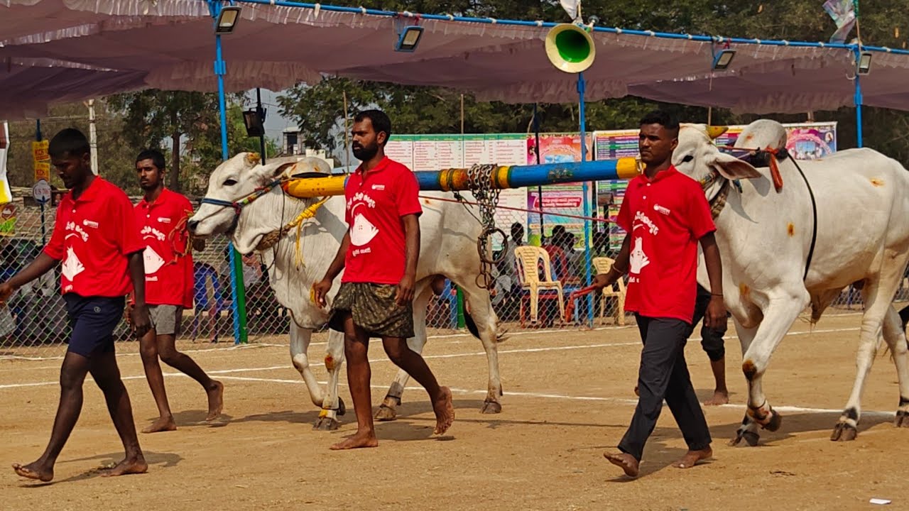 రెంటచింతల 2 పళ్ళు 2వ SRK BULLS