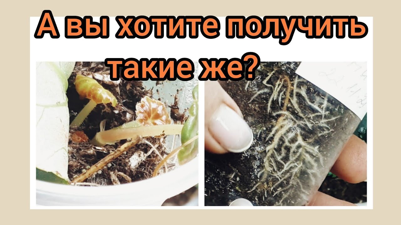Результат потрясает! БЕГОНИИ ЭЛАТИОР  из листа.