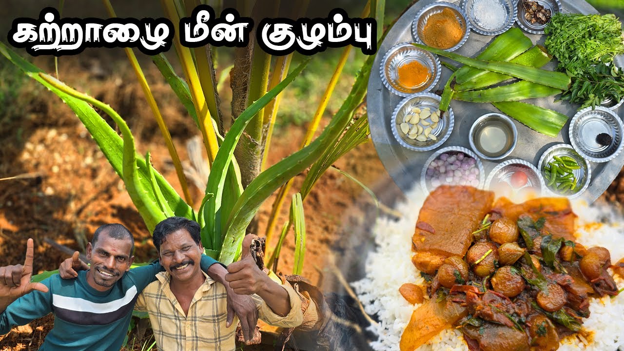 Алоэ вера Кужамбу – польза алоэ вера для здоровья