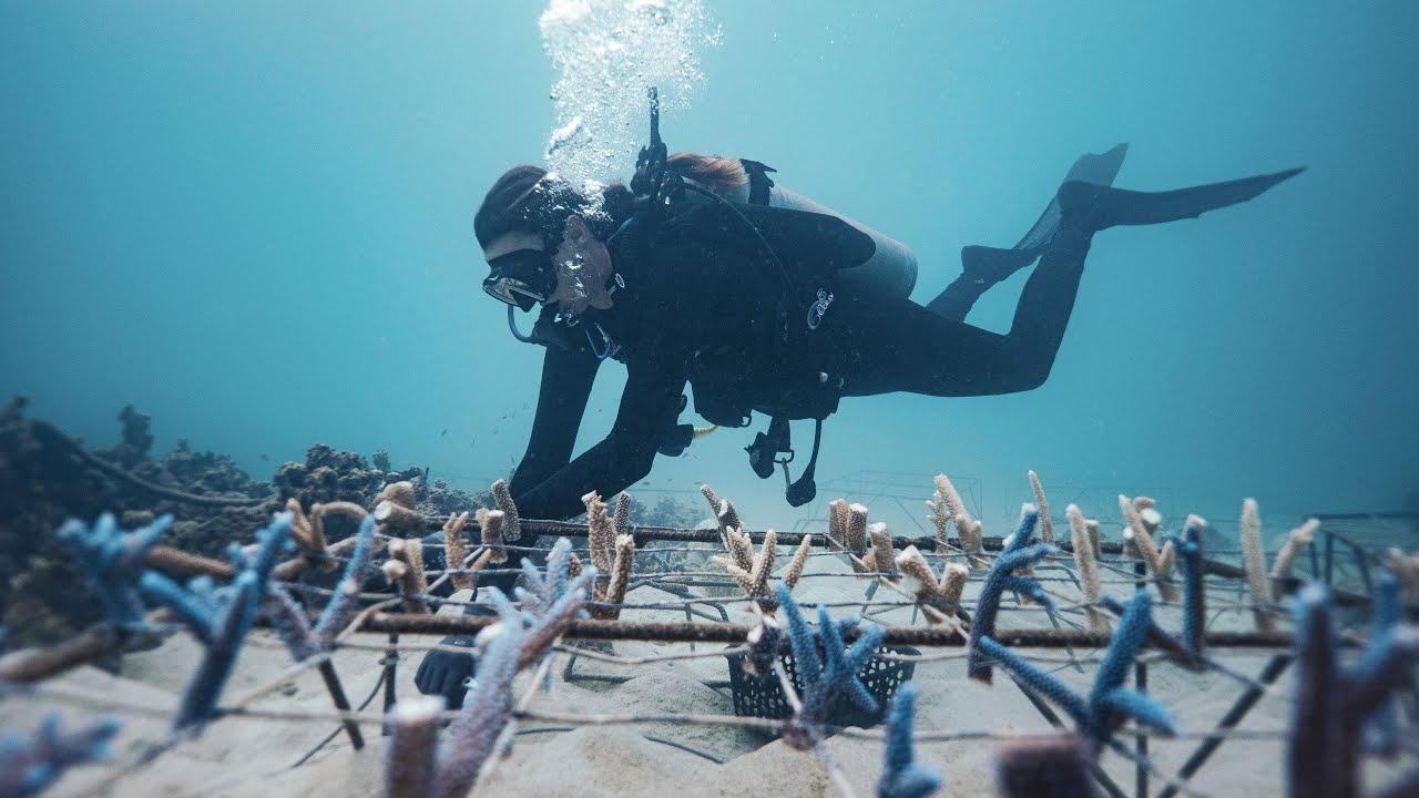 Restoring Coral Reefs in Palau | 2025