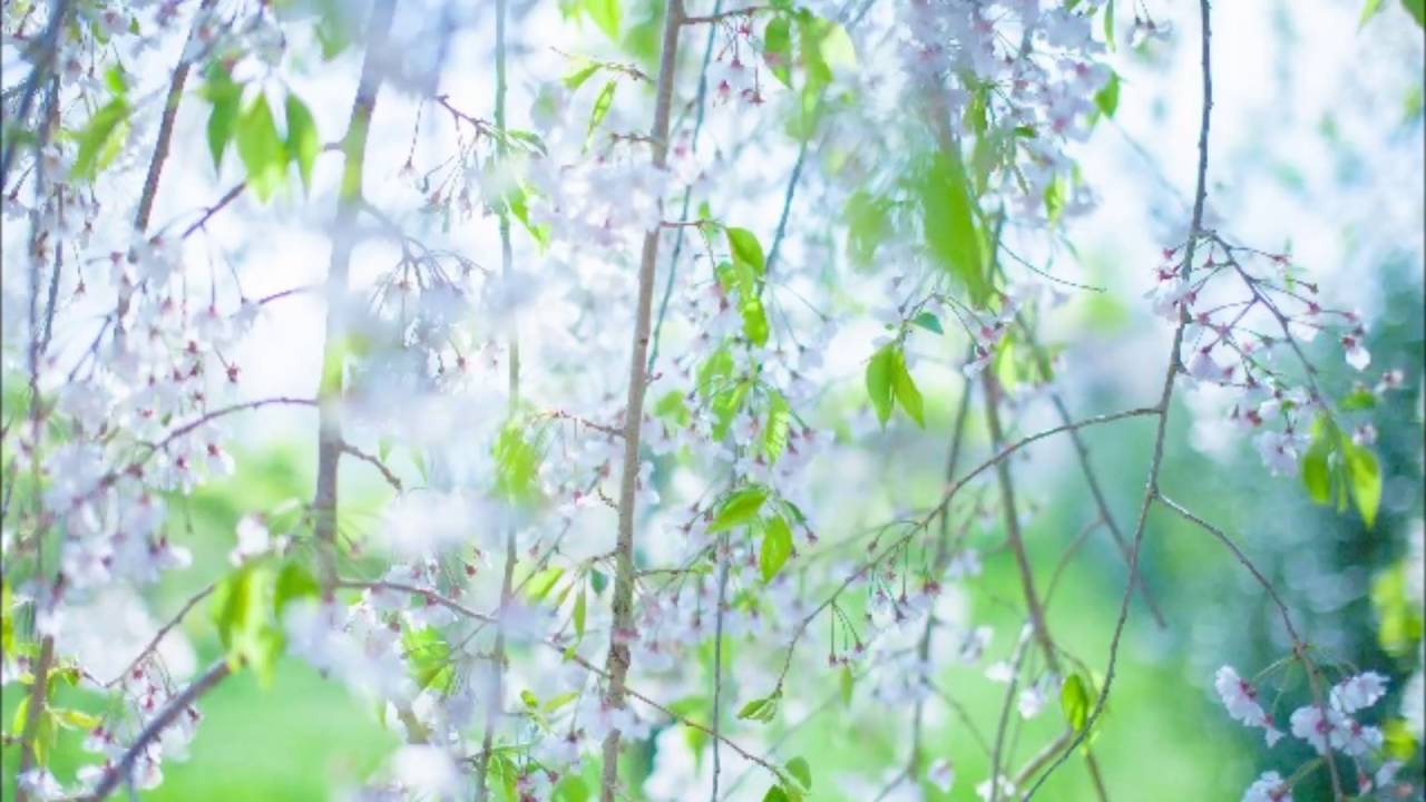 モーツァルト: ピアノ協奏曲第20番ﾆ短調 K.466：第2楽章［ナクソス・クラシック・キュレーション #癒し］