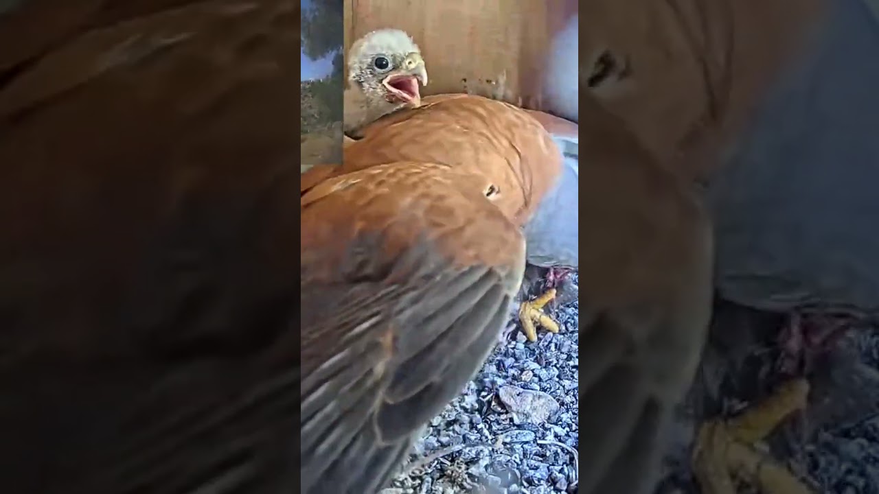 Short: Falcon (lesser kestrel) Dad feeds his his hungry nestlings
