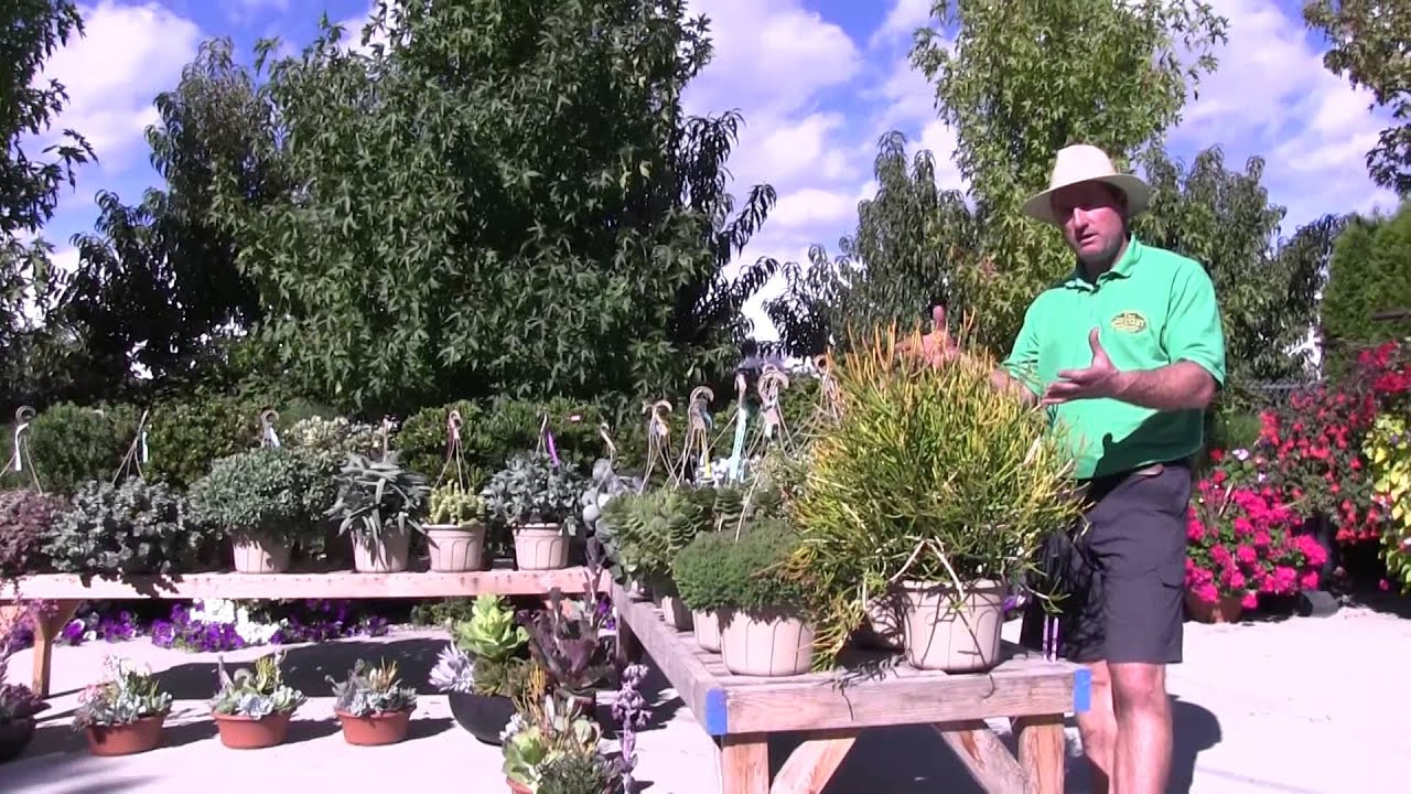 Tender Succulents: Part 6 - Unique Plants