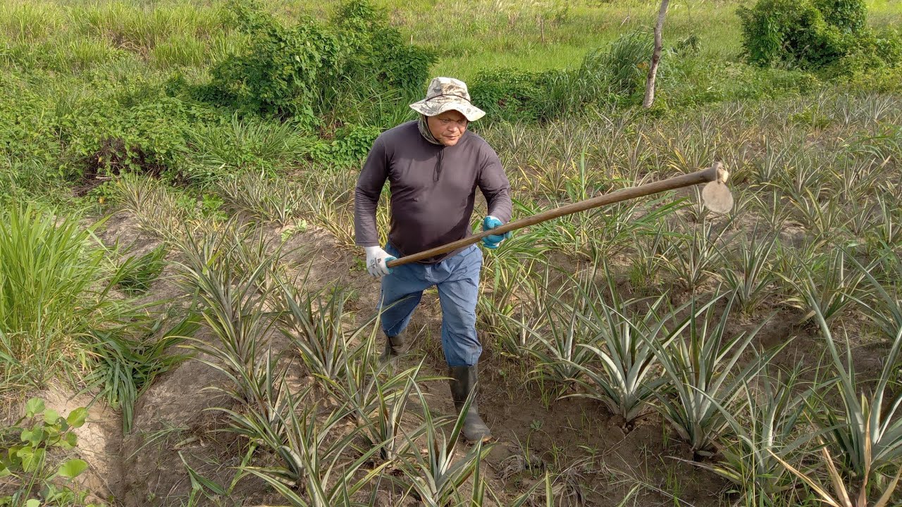 Capinei Todo O Mato Do Abacaxi E Deixei No Limpo