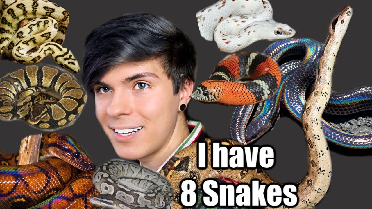 Meet All My Pet Snakes! (I Have 8 Snakes)