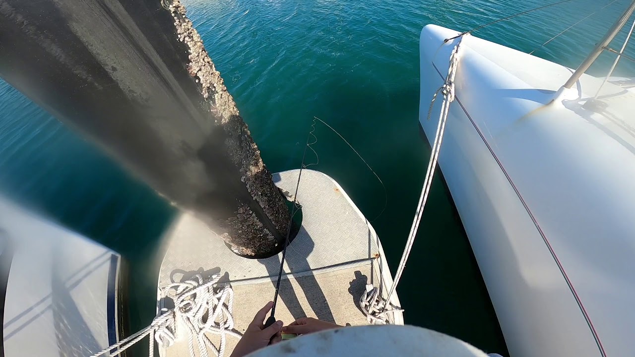 jigging at the harbour (mackay)