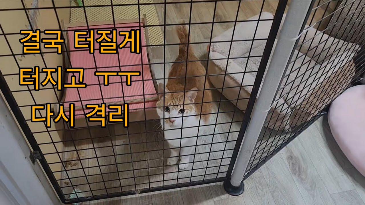 (2026.3.12) 결국 터질게 터지고 ㅜㅜ 다시 격리된 깡패 크롱