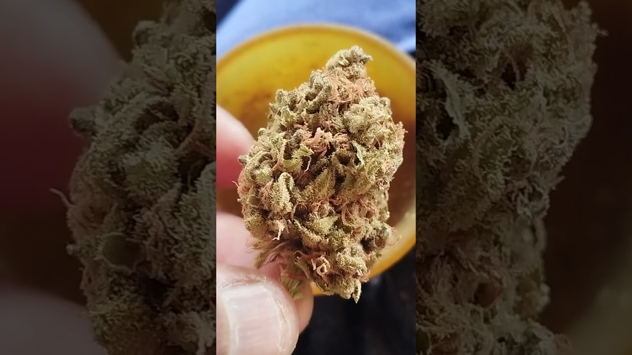 Prayer Pupil F2 - Mass Medical Strain