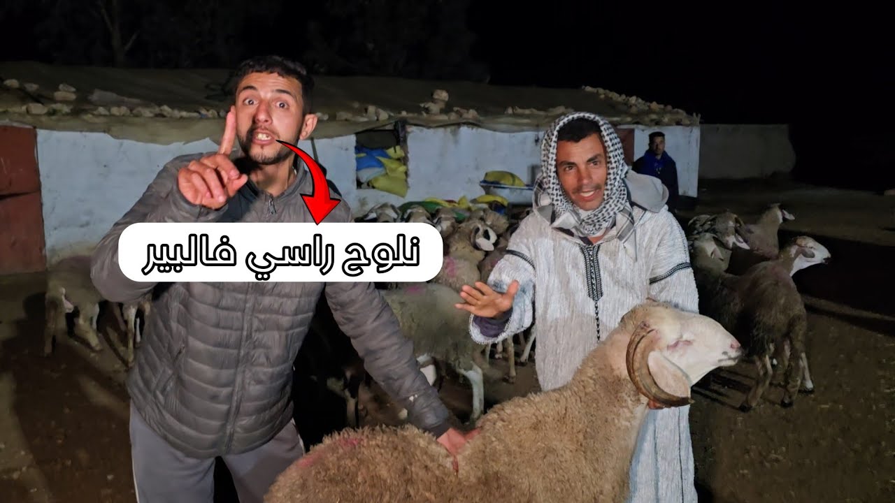 ولد السعودي شرا 100 حولي قبل خبر الملك محمد السادس حول عدم نحر أضحية العيد