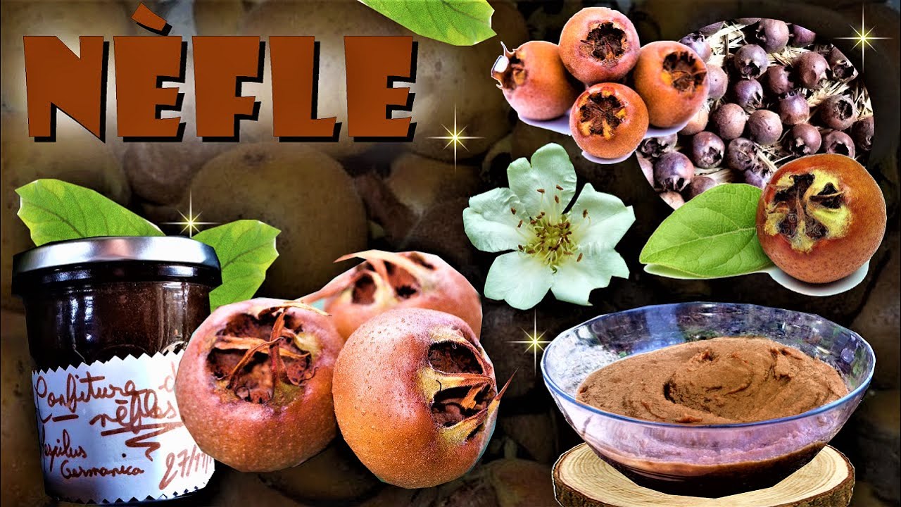 🌿La nèfle commune, un fruit sauvage comestible vertueux pour la santé ! 🍁