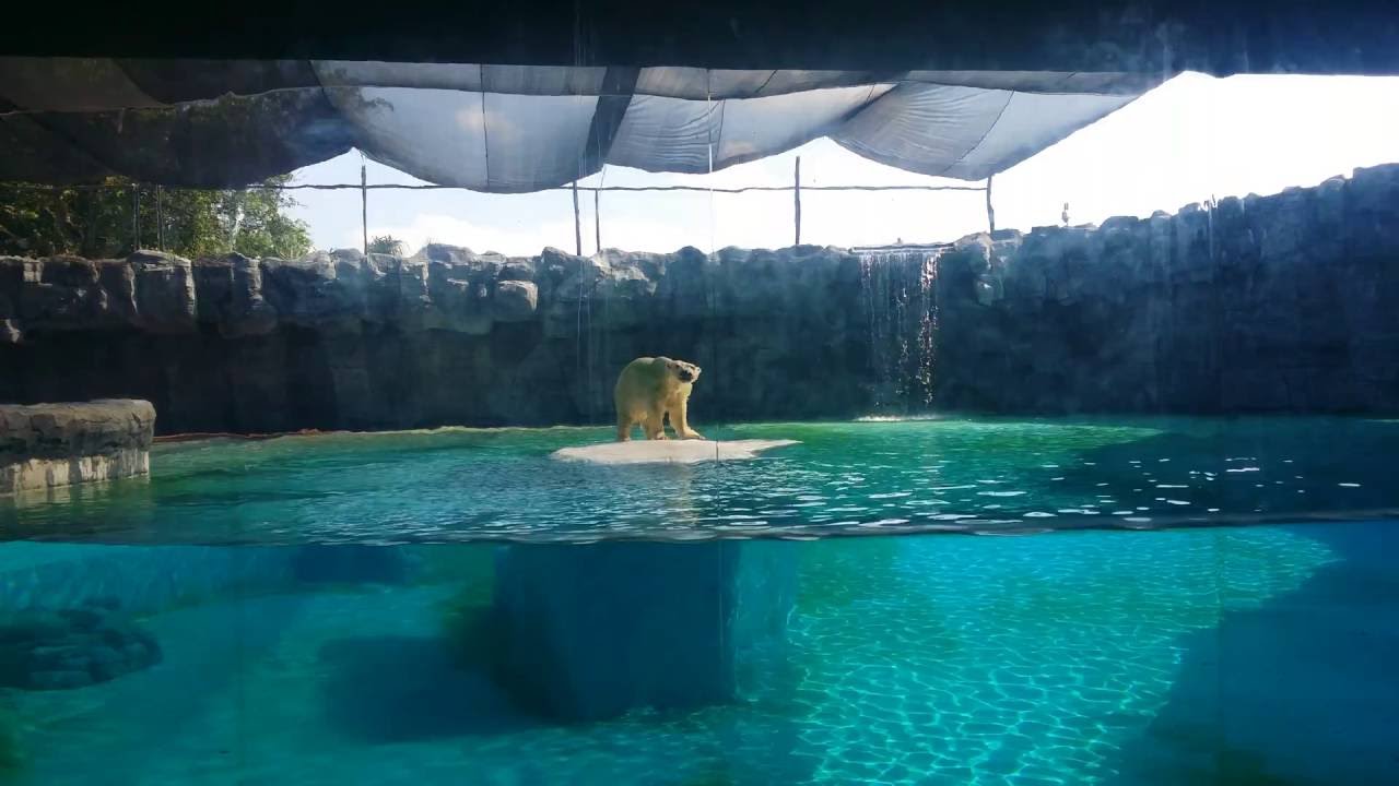 Singapore Zoo Polar Bear Feeding Time 4K