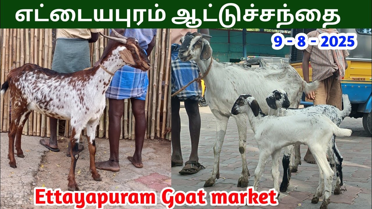 9 - 8 - 2025 | எட்டையபுரம் ஆட்டுச்சந்தை | Ettayapuram Goat Market | கொடி ஆட்டுச்சந்தை 