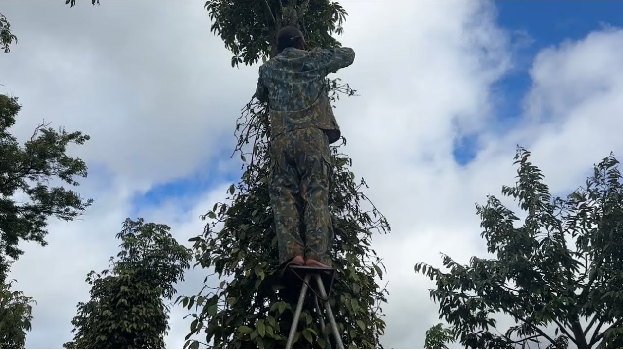 một ngày làm việc vất vả ở Tây Nguyên