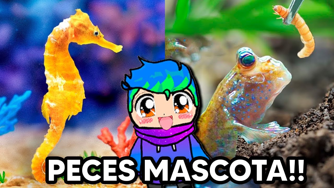 Consegui los PECES mas LOCOS como MASCOTA 🐠🐋🦎/ Carlos Infinito REACCIONA TerraVerde