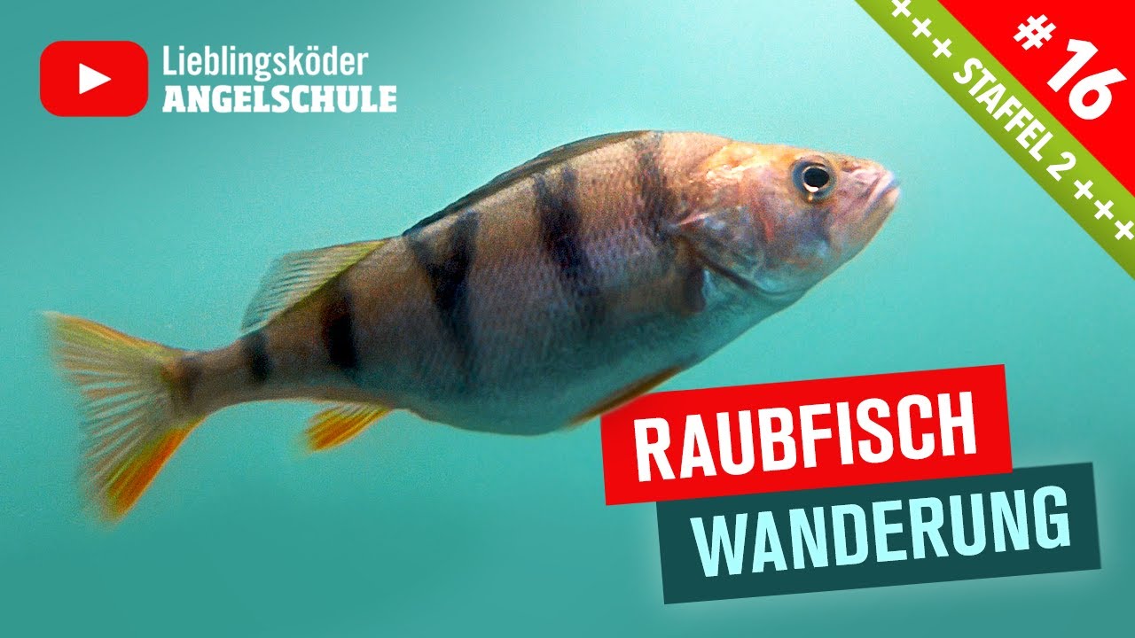 Barsch und Hecht Angeln im Herbst + Winter 🎣🐟👍 Wanderbewegung + Verteilung // Zander im Fluss 👌
