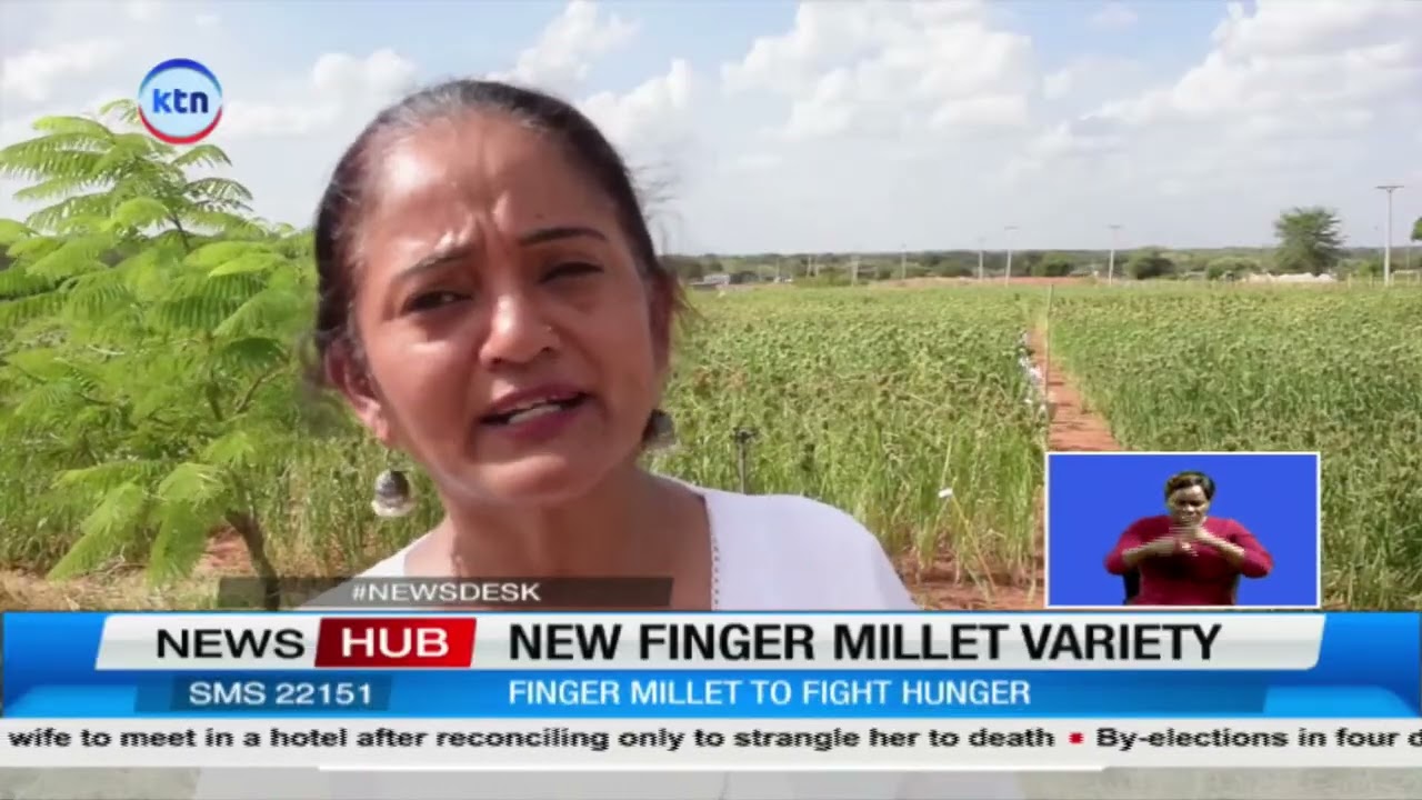 Scientists and farmers team up to boost finger millet production