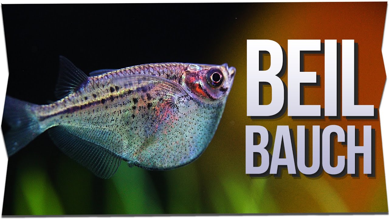 COMMON (SILVER) HATCHETFISH - Gasteropelecus levis/maculatus | [Englisch Subtitle]