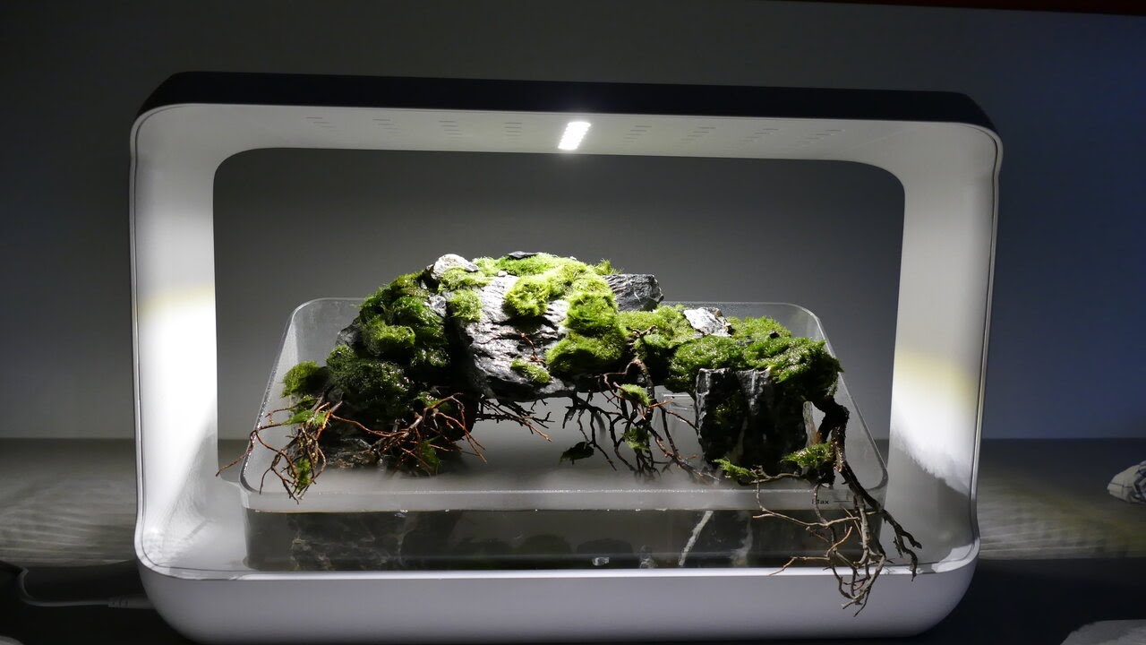 EINRICHTUNG mini PALUDARIUM mit WASSERFÄLLEN! /TAX