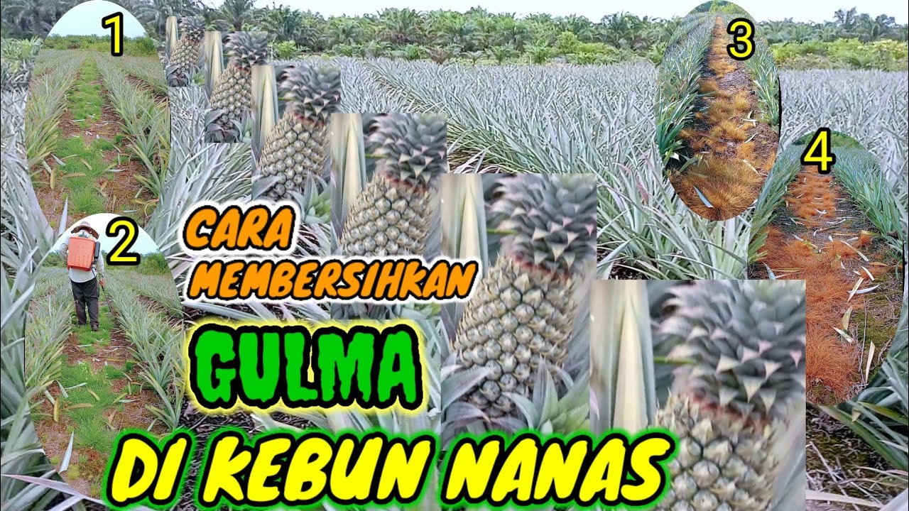 Cara membersihkan gulma pada tanaman nanas