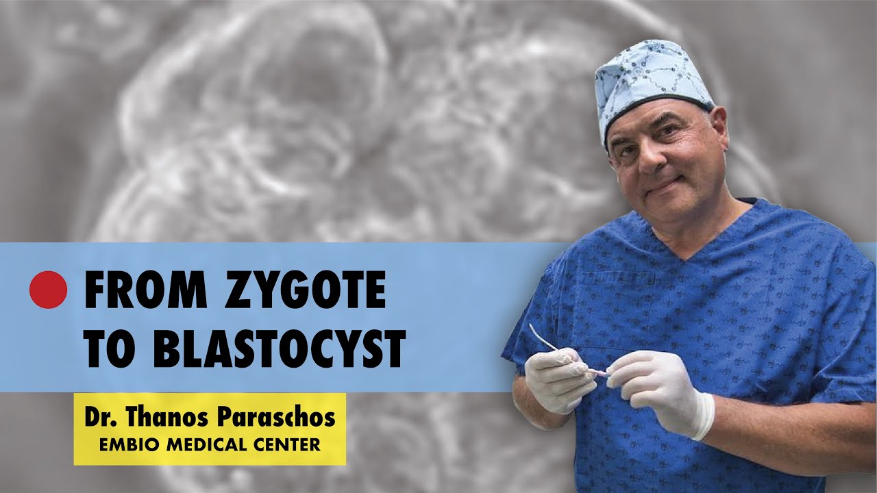 ✅ From Zygote to Blastocyst