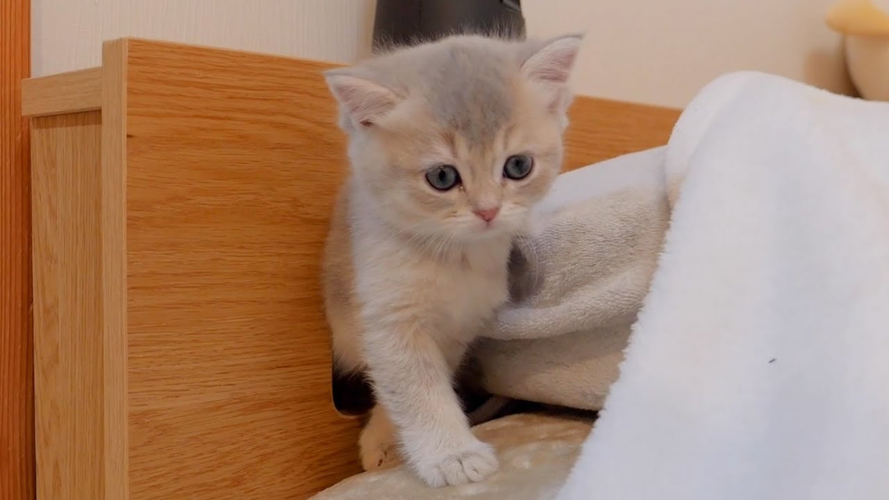 Так мило видеть, как котята один за другим выходят из этой узкой норы...