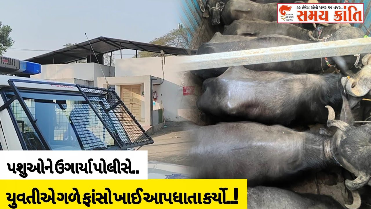 TAPI યુવતીએ ગળે લગાવી દોરી તો ગેર કાયદેસર પશુ ચાર આરોપી અને ચોરી જુઓ|SAMAY KRANTI NEWS|