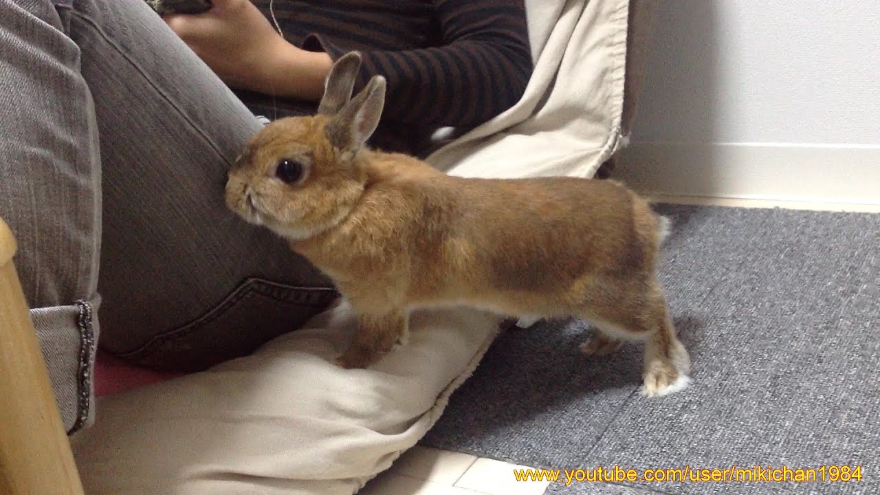Play with Adorable Netherland Dwarf Pt.2