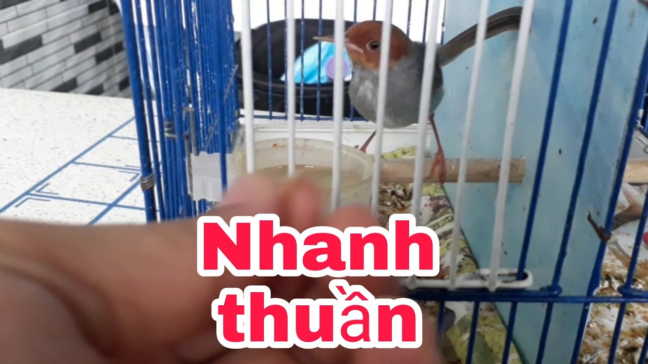 Cách thuần chim sâu đầu đo bổi nhanh dang _ Cần Miền Tây