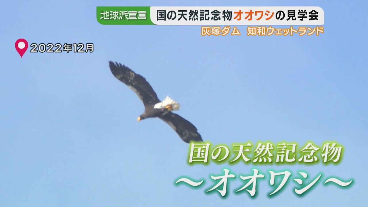 天然記念物オオワシ鑑賞会｜地球派宣言｜ピタニュー