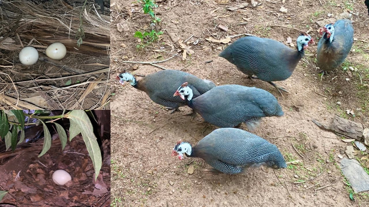 AS GUINÉS ESTÃO BOTANDO POR TODO LUGAR + FAZENDO NINHOS PARA ELAS!!!