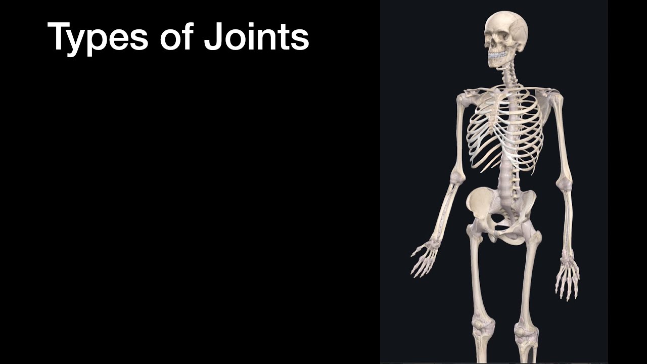 Hip Joint Pathology