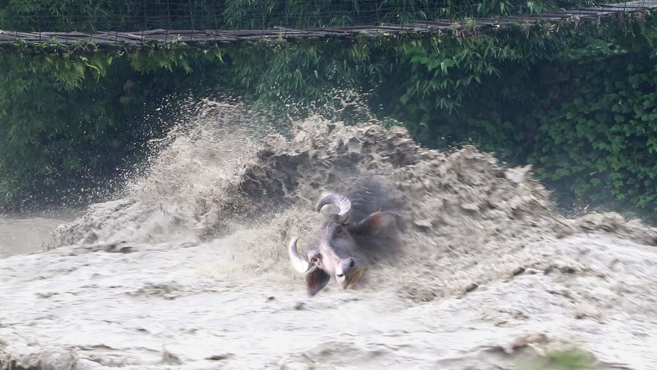 हेर्दा हेर्दै लग्यो बरै  - modi river live in nepal